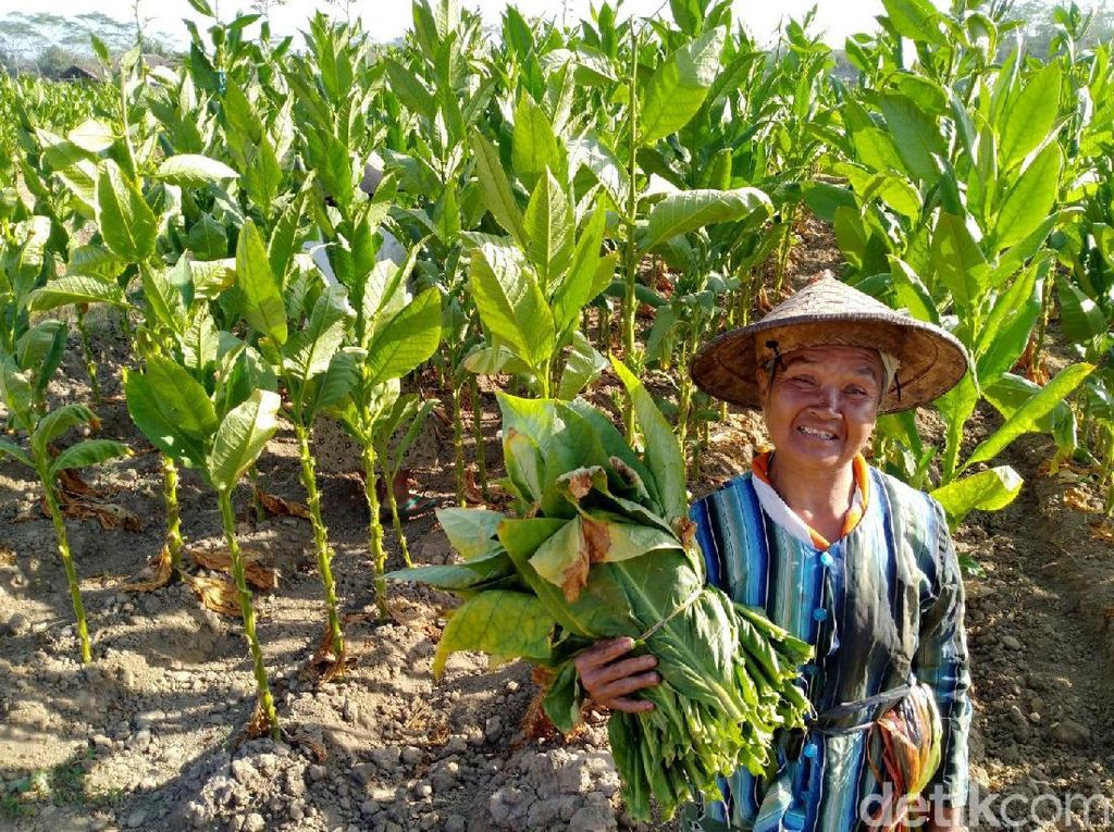 Majukan Perekonomian Petani Tembakau Majukan Perekonomian Petani Tembakau