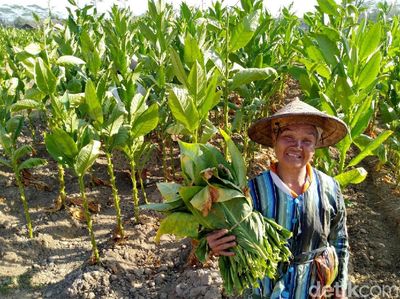 Majukan Perekonomian Petani Tembakau
