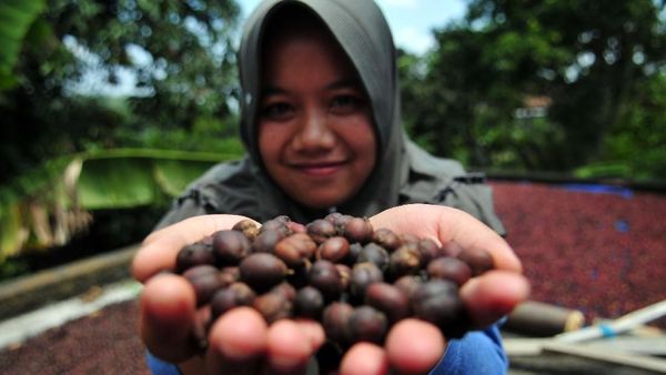 Melihat Budidaya Kopi di Semarang