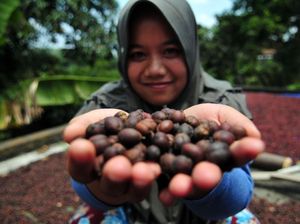 Melihat Budidaya Kopi di Semarang