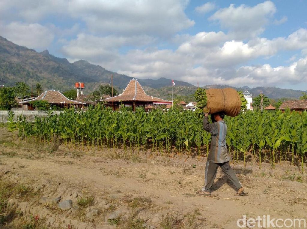 Seberapa Parah Corona Menghantam Petani Tembakau? Seberapa Parah Corona Menghantam Petani Tembakau?