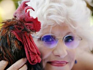 Kokok Ayam Jantan Picu Ketegangan di Prancis, Pengadilan Bersikap Kokok Ayam Jantan Picu Ketegangan di Prancis, Pengadilan Bersikap