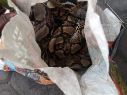 Asrama Mahasiswa Papua di Surabaya Dilempar Karung Isi Ular