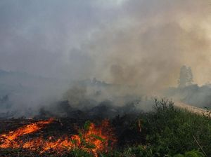 9 Pembakar Lahan di OKI Sumsel Ditangkap