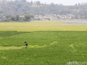 Kondisi Situ Ciburuy Mengering, Mirip Lapangan Bola