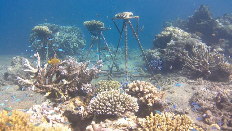 Seperti inilah pemandangan di bawah laut Taman Laut Calabai (dok LSM KOMPPAK) Seperti inilah pemandangan di bawah laut Taman Laut Calabai (dok LSM KOMPPAK)