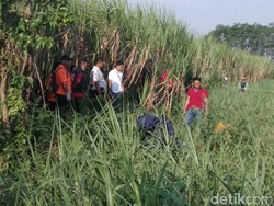 Mayat Pria dengan Luka Tusuk Ditemukan di Ladang Tebu Malang