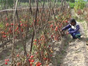 Petani Blitar Biarkan Tomat Membusuk karena Harga Anjlok Petani Blitar Biarkan Tomat Membusuk karena Harga Anjlok