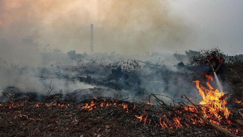 Viral Foto Ular Raksasa Mati karena Karhutla, Ini Kata BKSDA Kalimantan