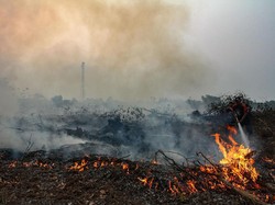 Viral Foto Ular Raksasa Mati karena Karhutla, Ini Kata BKSDA Kalimantan