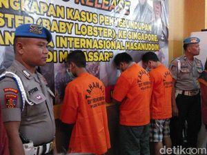 Penyelundupan 19.253 Benih Lobster Tujuan Singapura Digagalkan di Makassar Penyelundupan 19.253 Benih Lobster Tujuan Singapura Digagalkan di Makassar