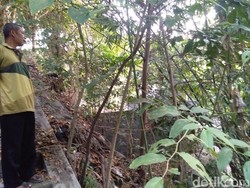 Ada Motor Nyangkut di Atas Bambu di Sleman, Kok Bisa?