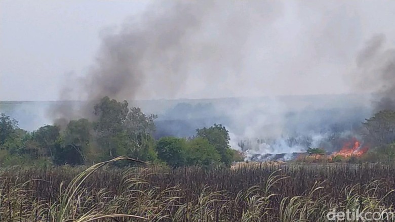 PTPN VII Sumsel Akan Sanksi Pegawai Bila Kebakaran Lahan Tebu Disengaja