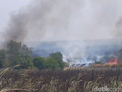 PTPN VII Sumsel Akan Sanksi Pegawai Bila Kebakaran Lahan Tebu Disengaja