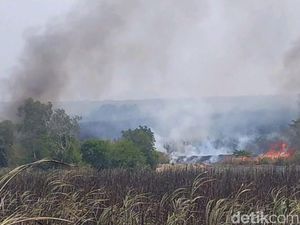 PTPN VII Sumsel Akan Sanksi Pegawai Bila Kebakaran Lahan Tebu Disengaja PTPN VII Sumsel Akan Sanksi Pegawai Bila Kebakaran Lahan Tebu Disengaja