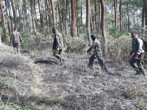 Duh, Edelweis di Gunung Merbabu Ikut Hangus karena Kebakaran Hutan