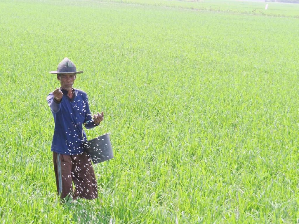 Petani di Pinrang Gusar, Dipaksa Beli Pupuk Non Subsidi oleh Pengecer