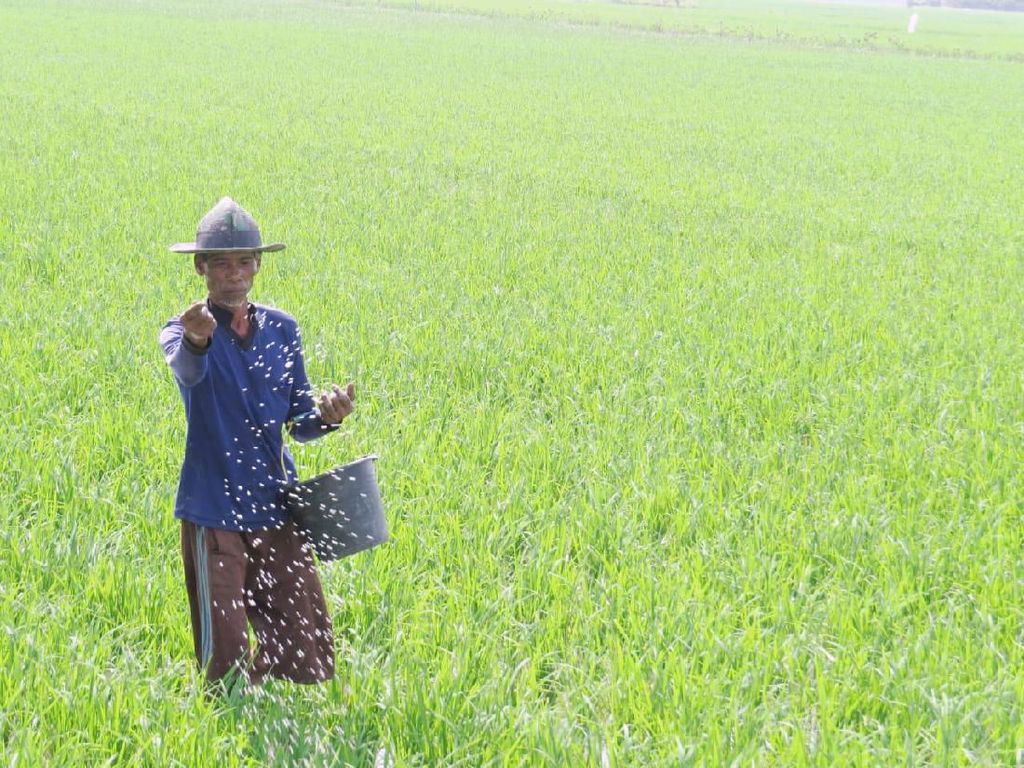 Saran Guru Besar Unpad Atasi Keterbatasan Pupuk Subsidi Bagi Petani Saran Guru Besar Unpad Atasi Keterbatasan Pupuk Subsidi Bagi Petani