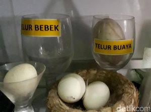 Unik! Pria di Brebes Punya Hobi Koleksi Telur Berbagai Hewan