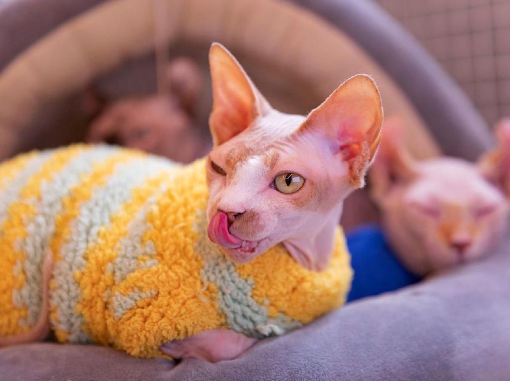 Usai Ngopi, Pengunjung Ini Curi Kucing Seharga Rp 20 Juta di Kafe Usai Ngopi, Pengunjung Ini Curi Kucing Seharga Rp 20 Juta di Kafe
