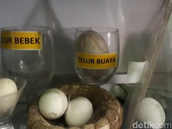 Beda! Pria Brebes Ini Koleksi Ratusan Telur Berbagai Jenis Hewan