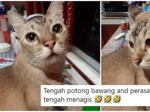 Hiks! Kucing Ini Ikut Nangis Saat Pemiliknya Iris Bawang