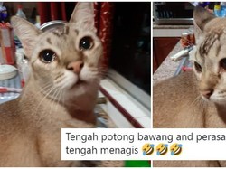 Hiks! Kucing Ini Ikut Nangis Saat Pemiliknya Iris Bawang