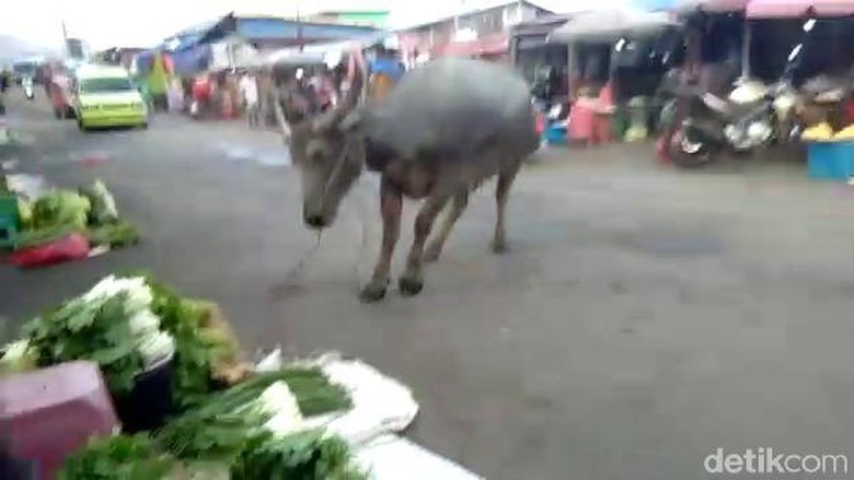 Ada Kerbau Ngamuk, Warga di Pasar Arumbai Ambon Lari Kocar-kacir Ada Kerbau Ngamuk, Warga di Pasar Arumbai Ambon Lari Kocar-kacir