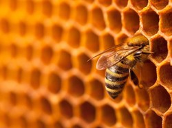 Serba-Serbi Lebah Madu, Peran dalam Sarang Hingga Kecepatan Terbang