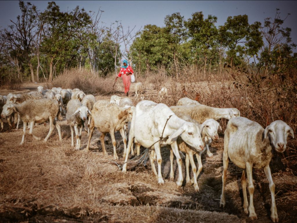 Penggembala Kambing Penggembala Kambing