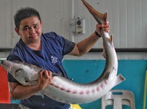 Ikan Purba Ditemukan di Bangkai Kapal Denmark Berusia 500 Tahun