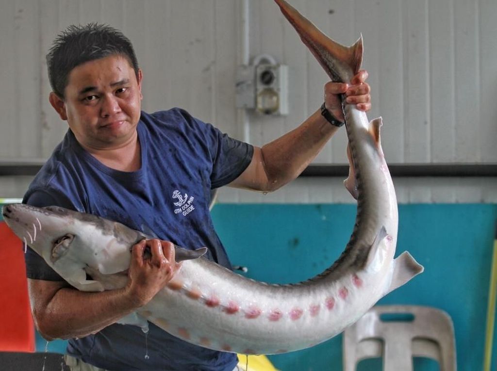 Ikan Purba Ditemukan di Bangkai Kapal Denmark Berusia 500 Tahun Ikan Purba Ditemukan di Bangkai Kapal Denmark Berusia 500 Tahun