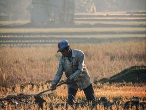 Menggarap sawah