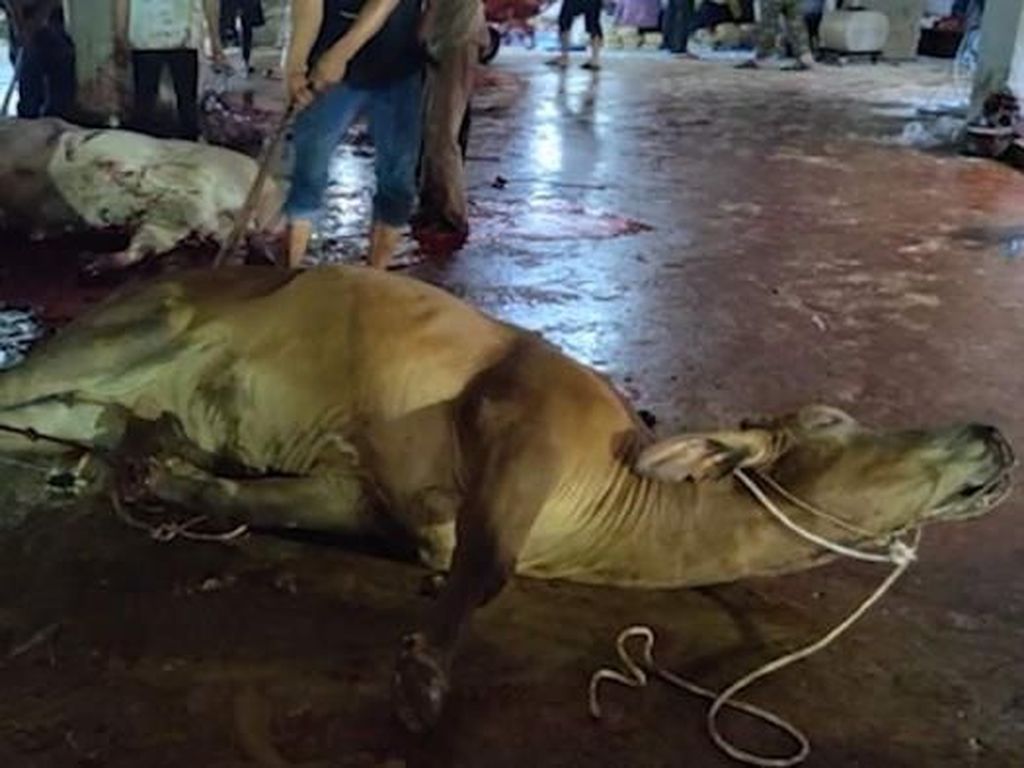 Australia Selidiki Pemotongan Sapi yang Dianggap Melanggar Aturan di Medan Australia Selidiki Pemotongan Sapi yang Dianggap Melanggar Aturan di Medan