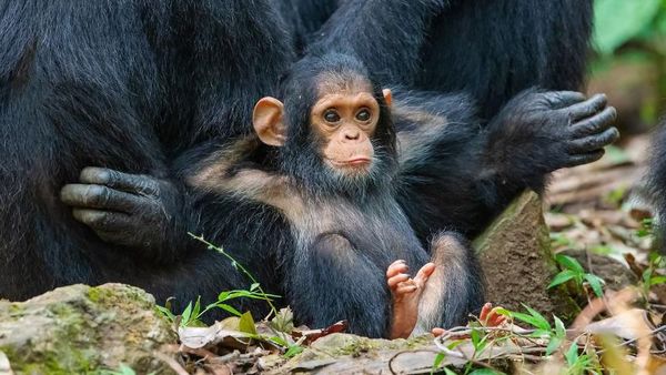 Ini Kumpulan Finalis Kontes Foto Hewan dengan Tingkah Kocak