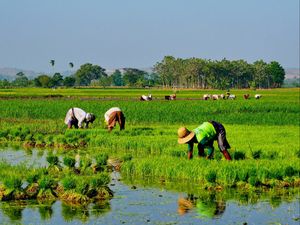 Musim Tanam ( Wajah Pekerja )