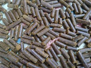 Olahan Daun Gambir Diminati Pasar India dan Bangladesh