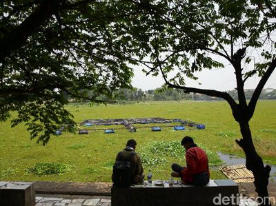 Hijaunya Setu Sawangan yang Dipenuhi Tumbuhan Air