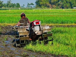Membajak Sawah ( Wajah Pekerja )