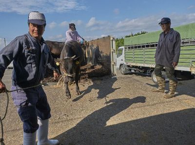 Melihat Proses Pembuatan Daging Sapi Kobe yang Paling Mahal di Dunia