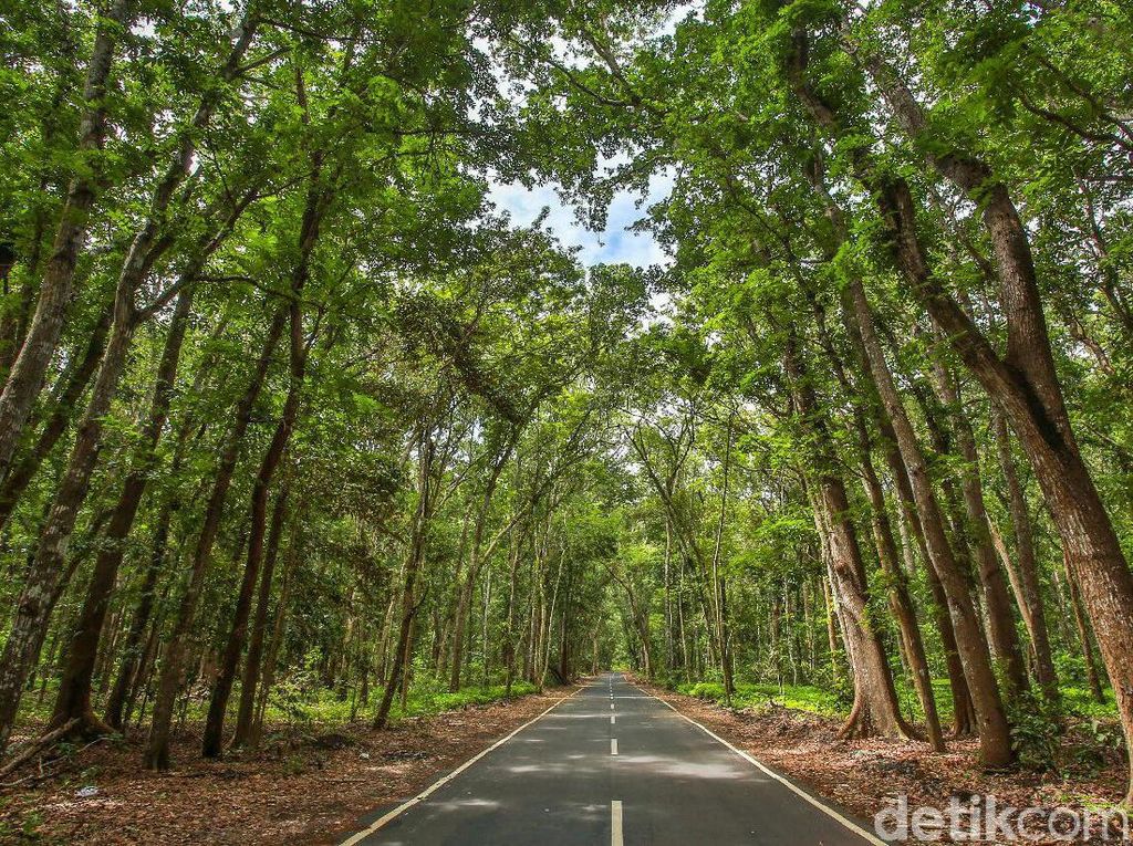 170 Peserta Ramaikan Savana Duathlon di Alas Purwo Banyuwangi 170 Peserta Ramaikan Savana Duathlon di Alas Purwo Banyuwangi