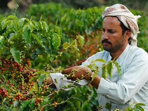 Selain Indonesia, Ini 5 Negara yang Menghasilkan Biji Kopi Terbaik Selain Indonesia, Ini 5 Negara yang Menghasilkan Biji Kopi Terbaik