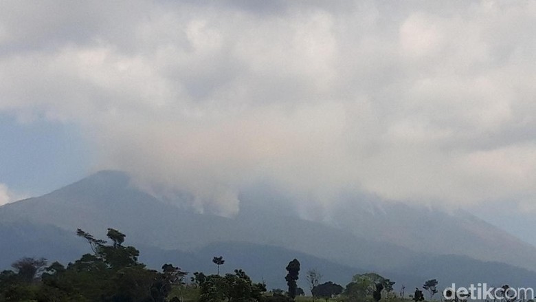 Tinggal Belasan, Satwa Endemik Rek-rekan Terancam Kebakaran di Merbabu