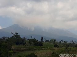 Tinggal Belasan, Satwa Endemik Rek-rekan Terancam Kebakaran di Merbabu