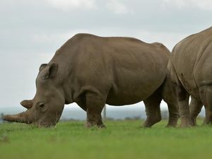 Konservasionis Kenya Selamatkan Spesies Badak Putih Utara Terakhir
