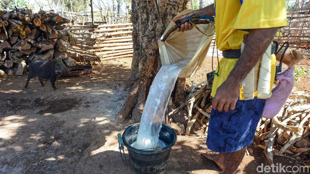 Menderes Manisnya Nira Pohon Lontar Menderes Manisnya Nira Pohon Lontar