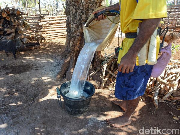 Menderes Manisnya Nira Pohon Lontar