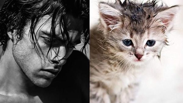 Gaya Kocak Si Kucing Kala Meniru Pose Model Pria