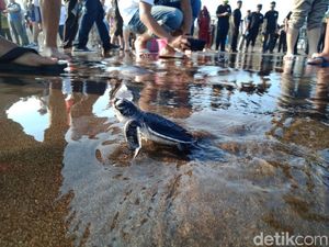 Puluhan Tukik Lucu Dilepas ke Laut Pangandaran