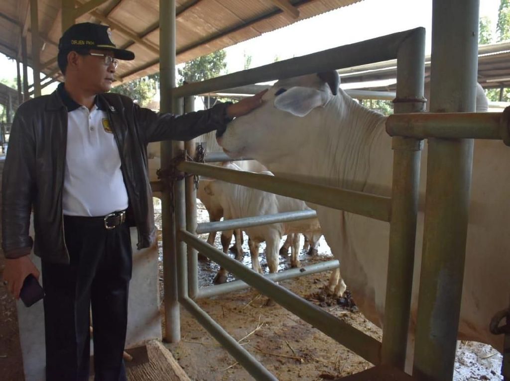 Penuhi Kebutuhan Protein, Kementan Kembangkan Sapi Belgian Blue Penuhi Kebutuhan Protein, Kementan Kembangkan Sapi Belgian Blue